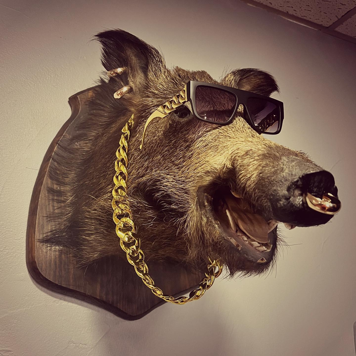 Le sanglier empaillé — mascotte du salon